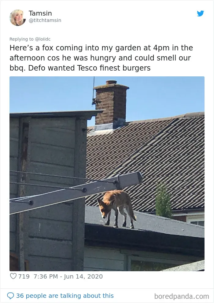 People Are Sharing Photos Of Foxes That Paid Them A Visit (13 Pics)