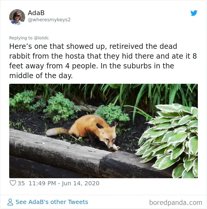 People Are Sharing Photos Of Foxes That Paid Them A Visit (13 Pics)