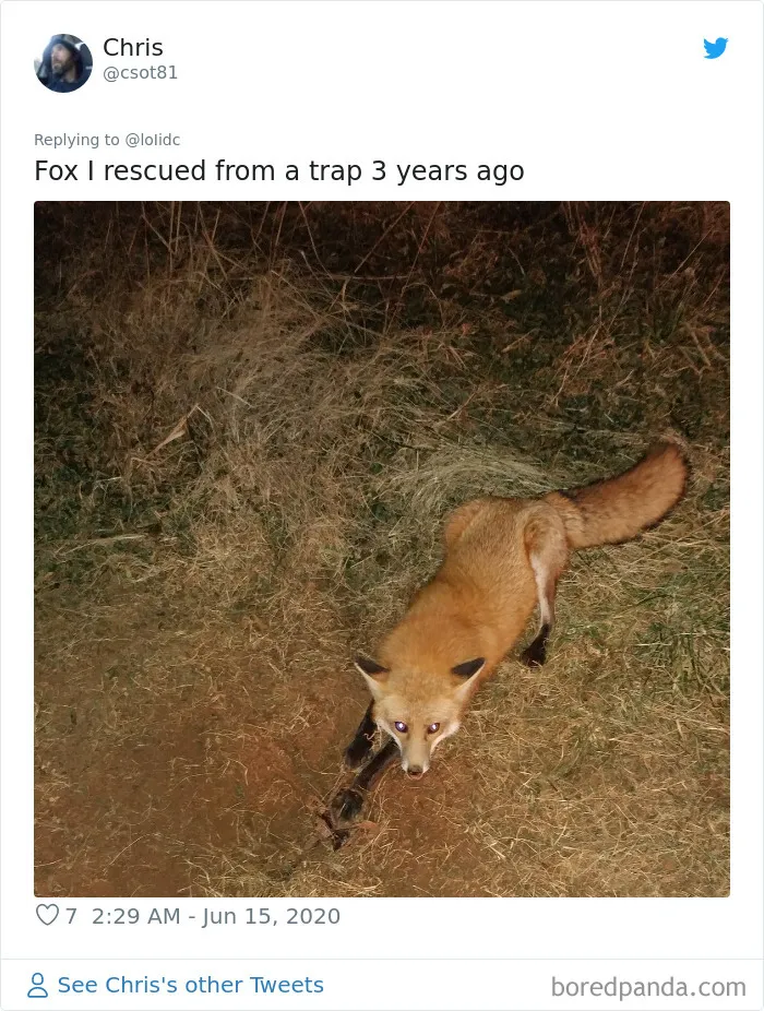 People Are Sharing Photos Of Foxes That Paid Them A Visit (13 Pics)