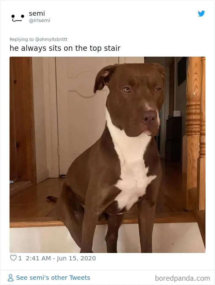 People Are Sharing Hilarious Pics Of Their Pets Sitting Like Total Weirdos In This Thread (30 Pics)