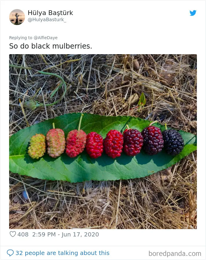 Mulberries