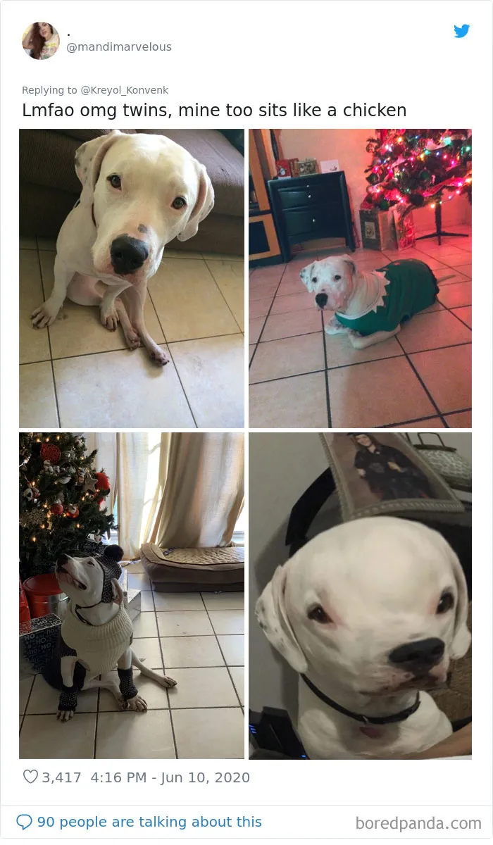 La gente comparte divertidas fotos de sus mascotas sentándose de forma muy rara (30 fotos)