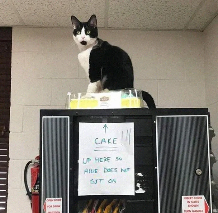 Tarta. Está aquí arriba para que Allie no se siente en ella