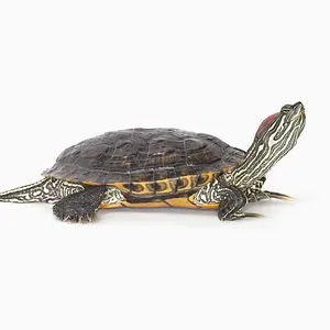 Mr Turtlekins