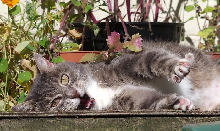 Melchett