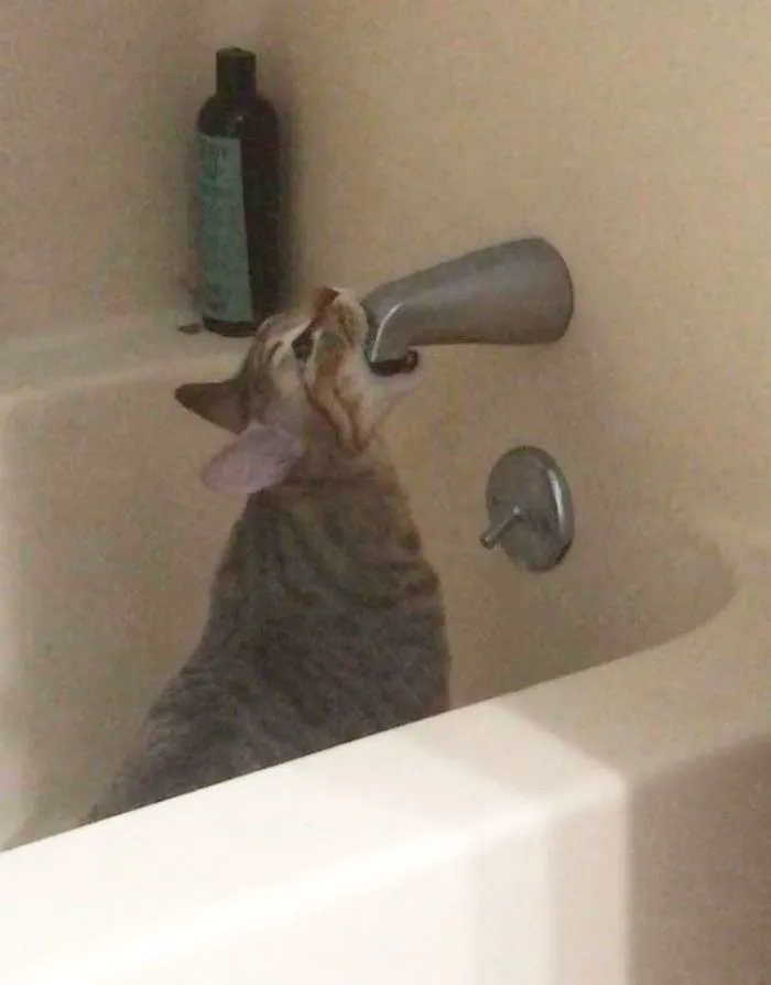 Gizmo no es el gato más listo