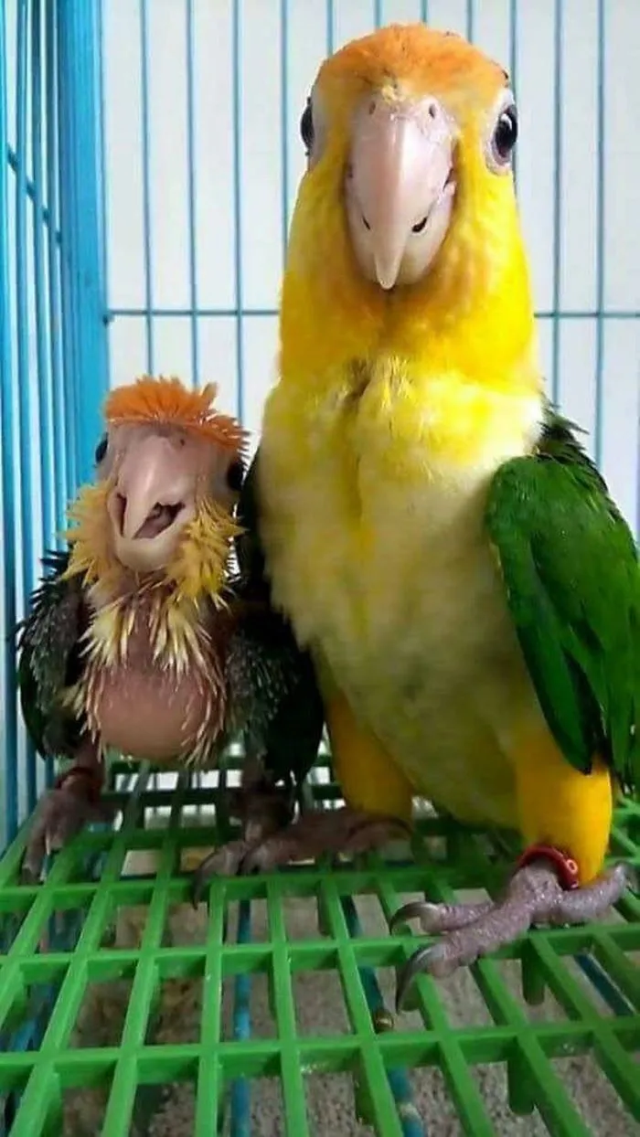Momma Bird Posing With Her Newly Hatched Baby Bird