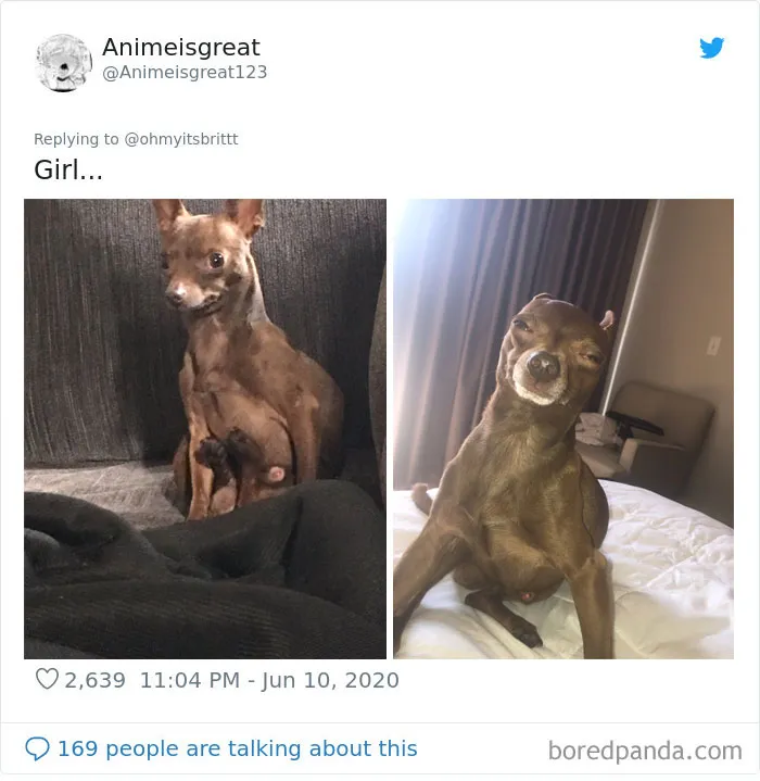 La gente comparte divertidas fotos de sus mascotas sentándose de forma muy rara (30 fotos)