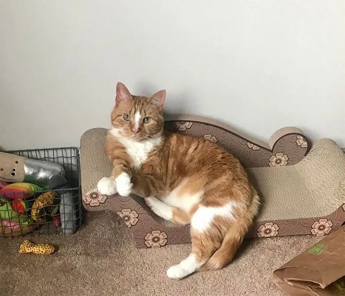 Le hemos traido su propio sofá al gato y ahora se sienta ahí a juzgarnos