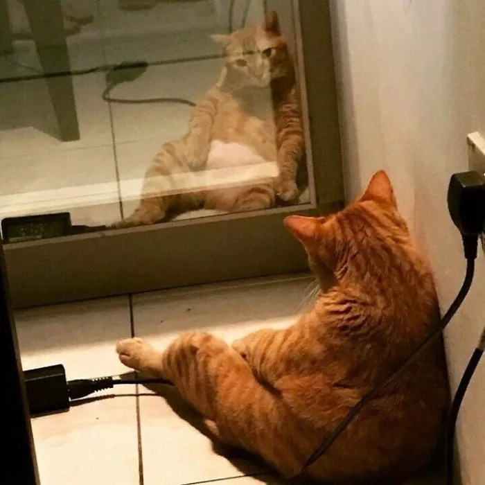 Looking In The Mirror