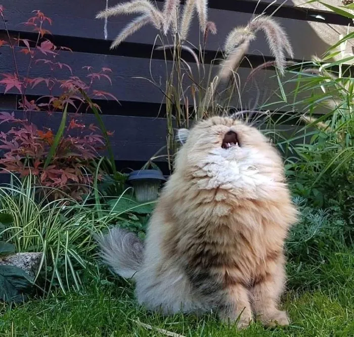 No sé lo que le pasa al gato, pero me siento identificado