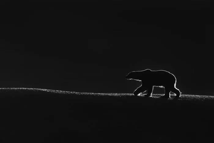 General (Black And White): 1st Winner, Talal Al Rabah