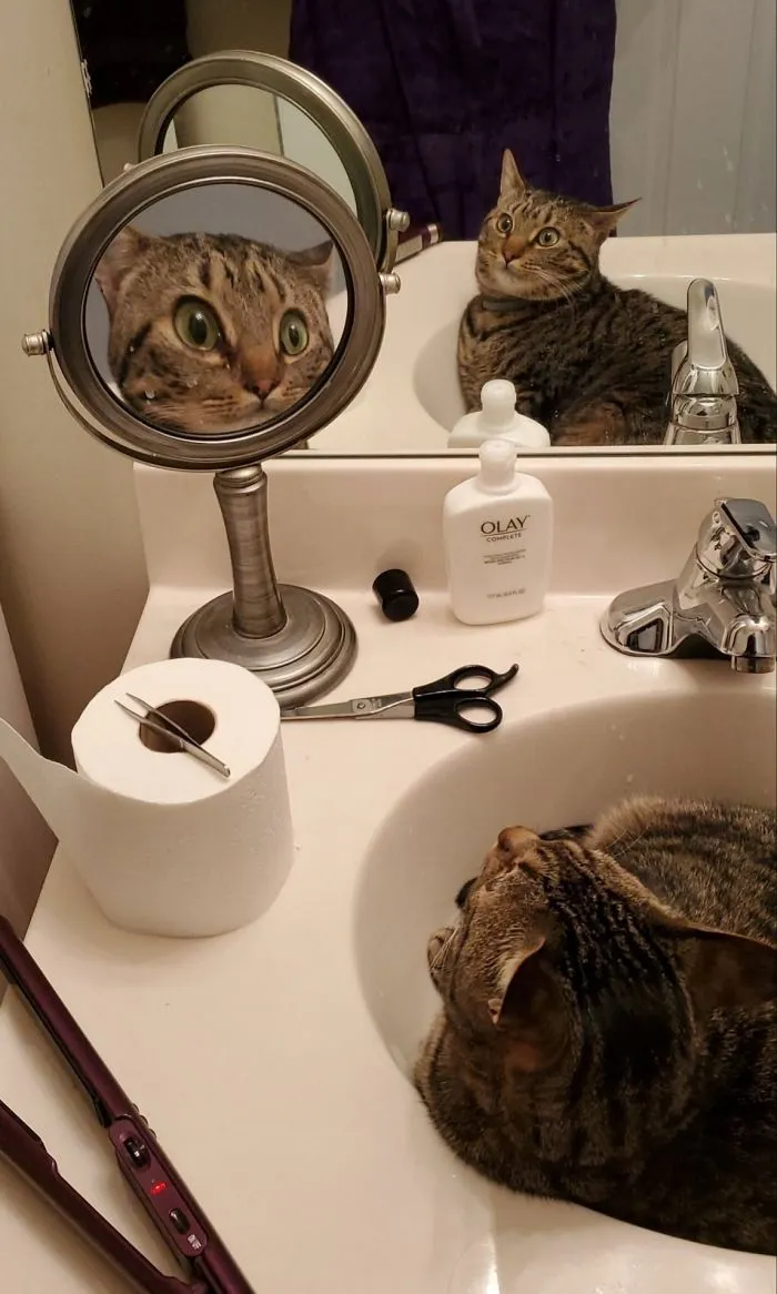 Roscoe Gets It