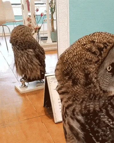 Owl Sees Himself In The Mirror
