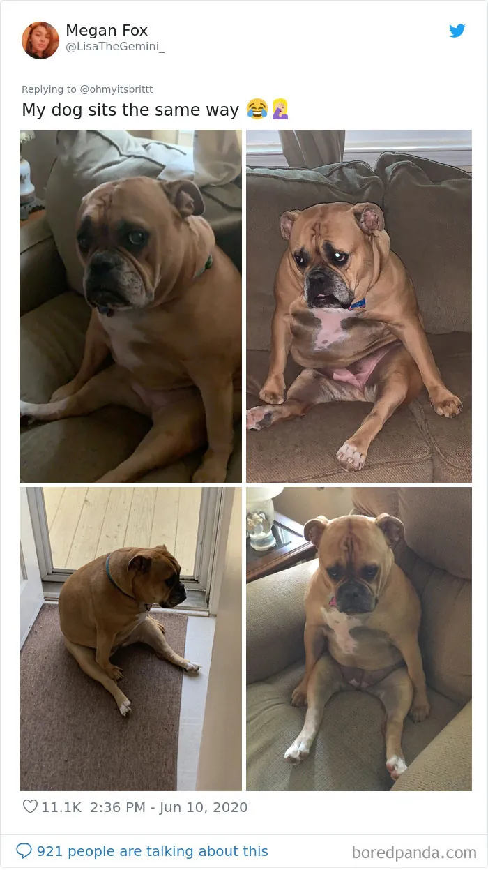 People Are Sharing Hilarious Pics Of Their Pets Sitting Like Total Weirdos In This Thread (30 Pics)