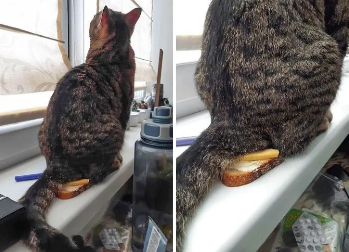 Gracias por arruinarme el desayuno