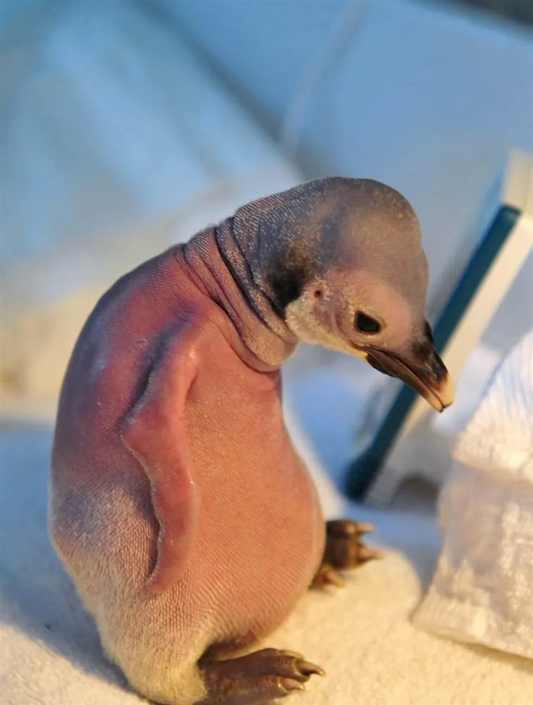 A Story That Happened 9 Years Ago About A Baby Penguin Abandoned By Its Mother, Is Thrilling The Internet