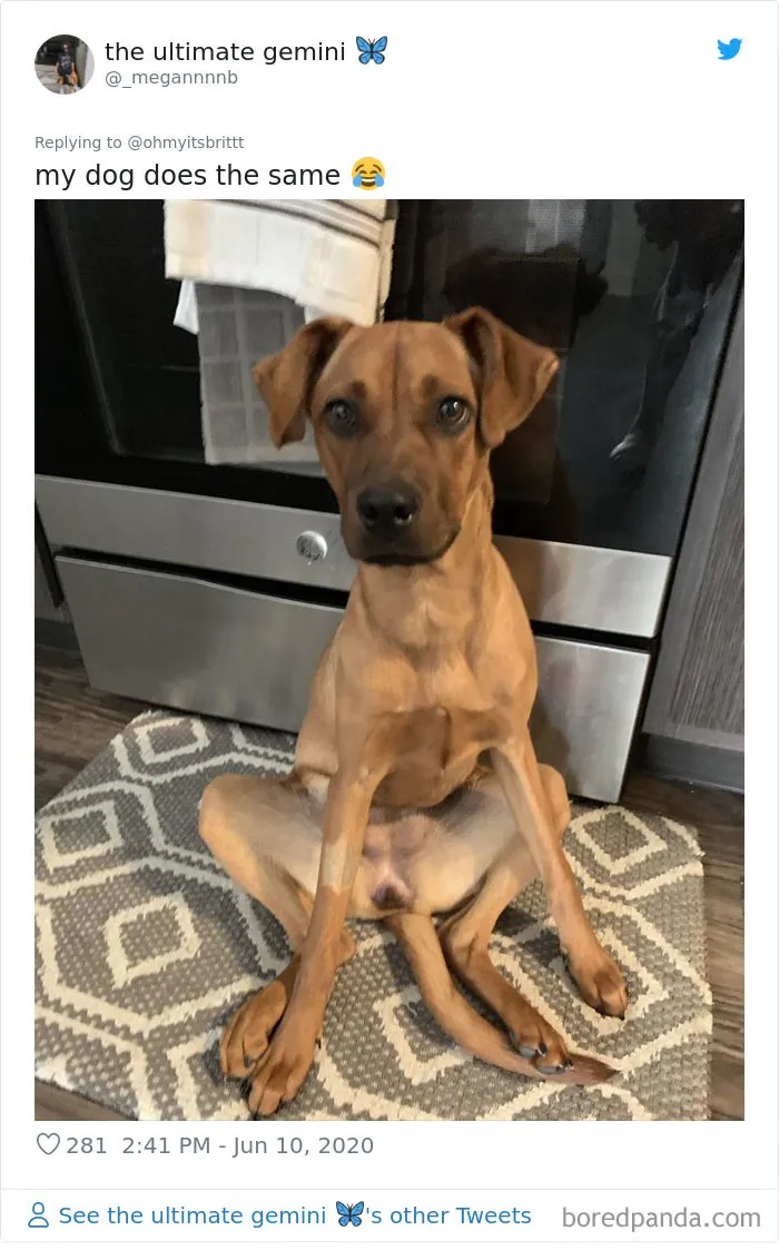 La gente comparte divertidas fotos de sus mascotas sentándose de forma muy rara (30 fotos)