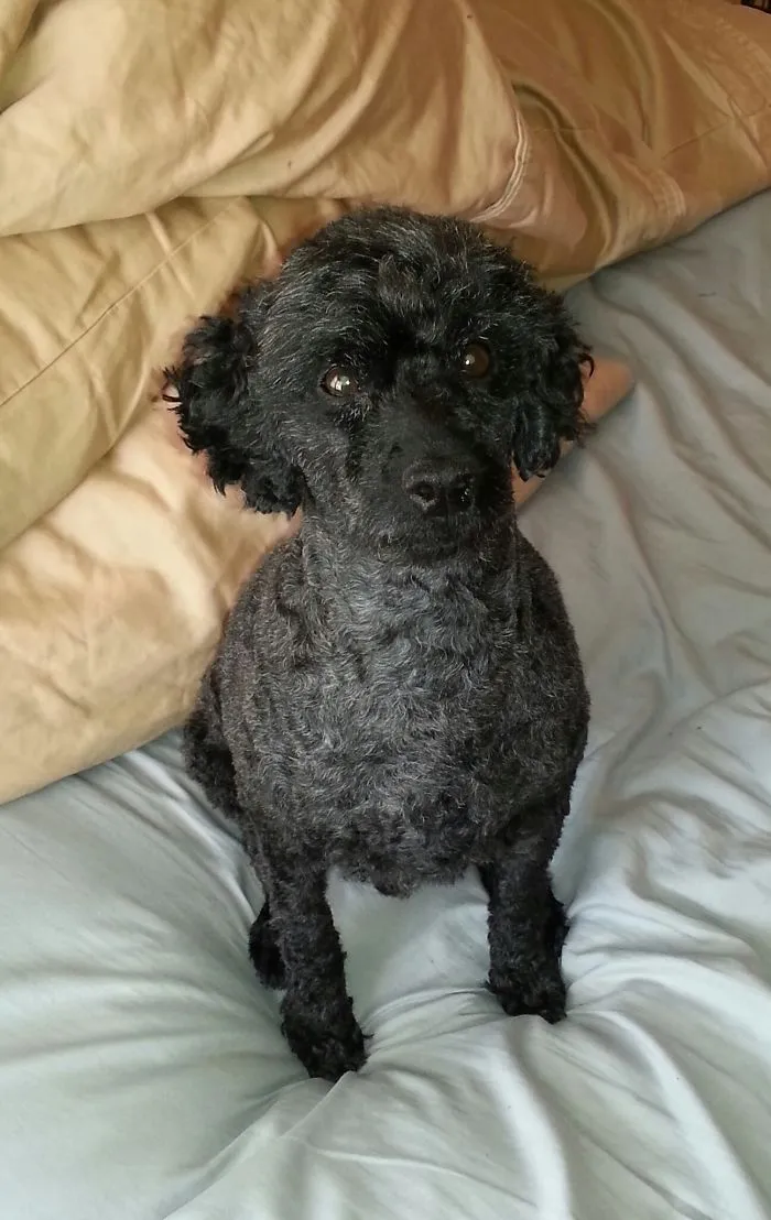 The Bed Is Mine!