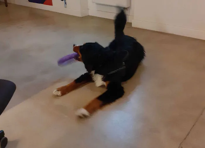 They Are Toys, But Not For You, Though