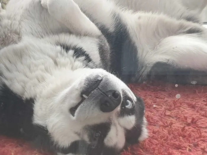 This Is The Look He Gives You When You Disturb His Nap