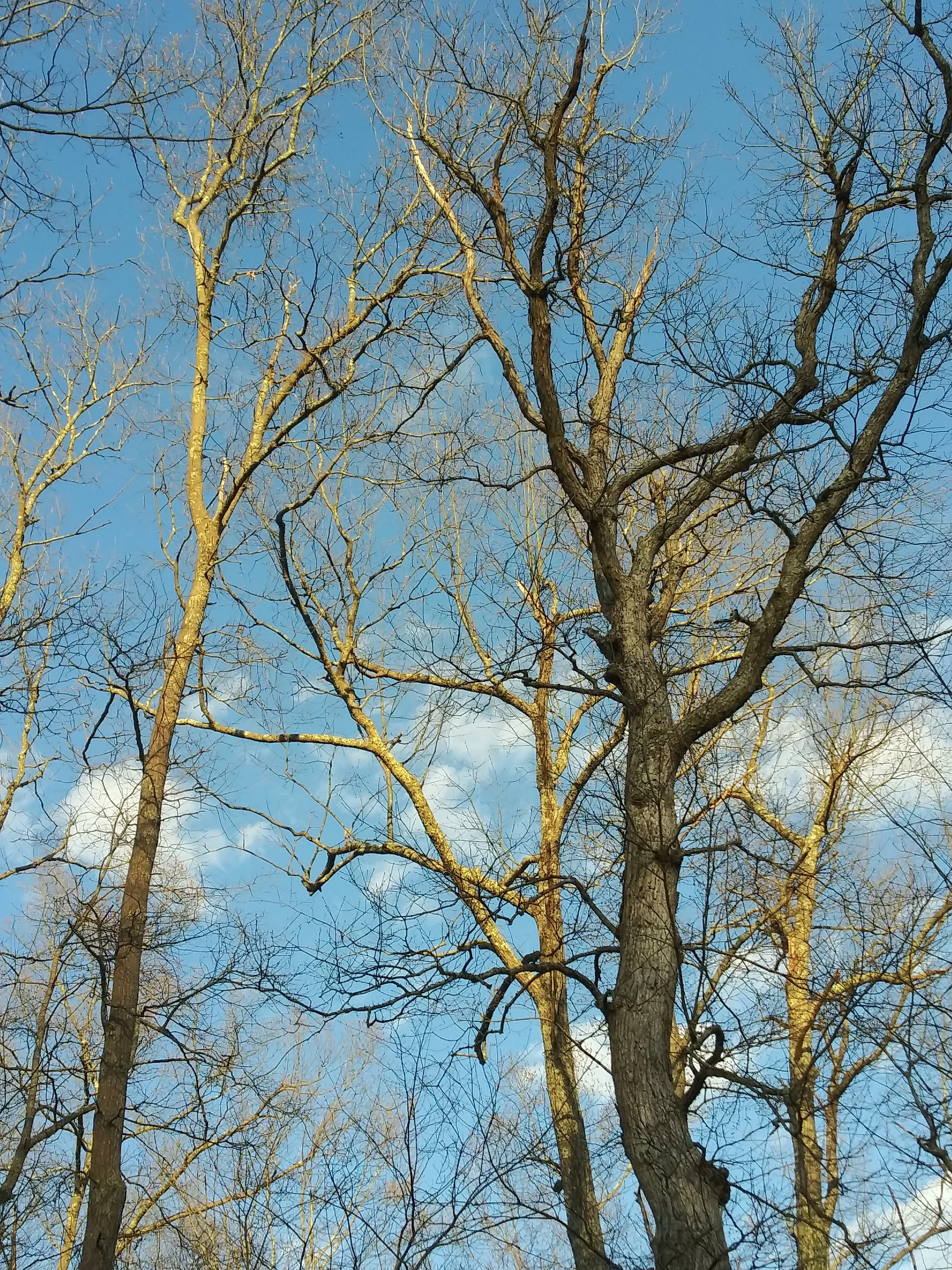 My Nature "Photography"