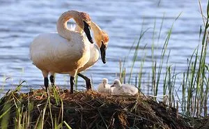 Trumpeter Swans Triumphant!