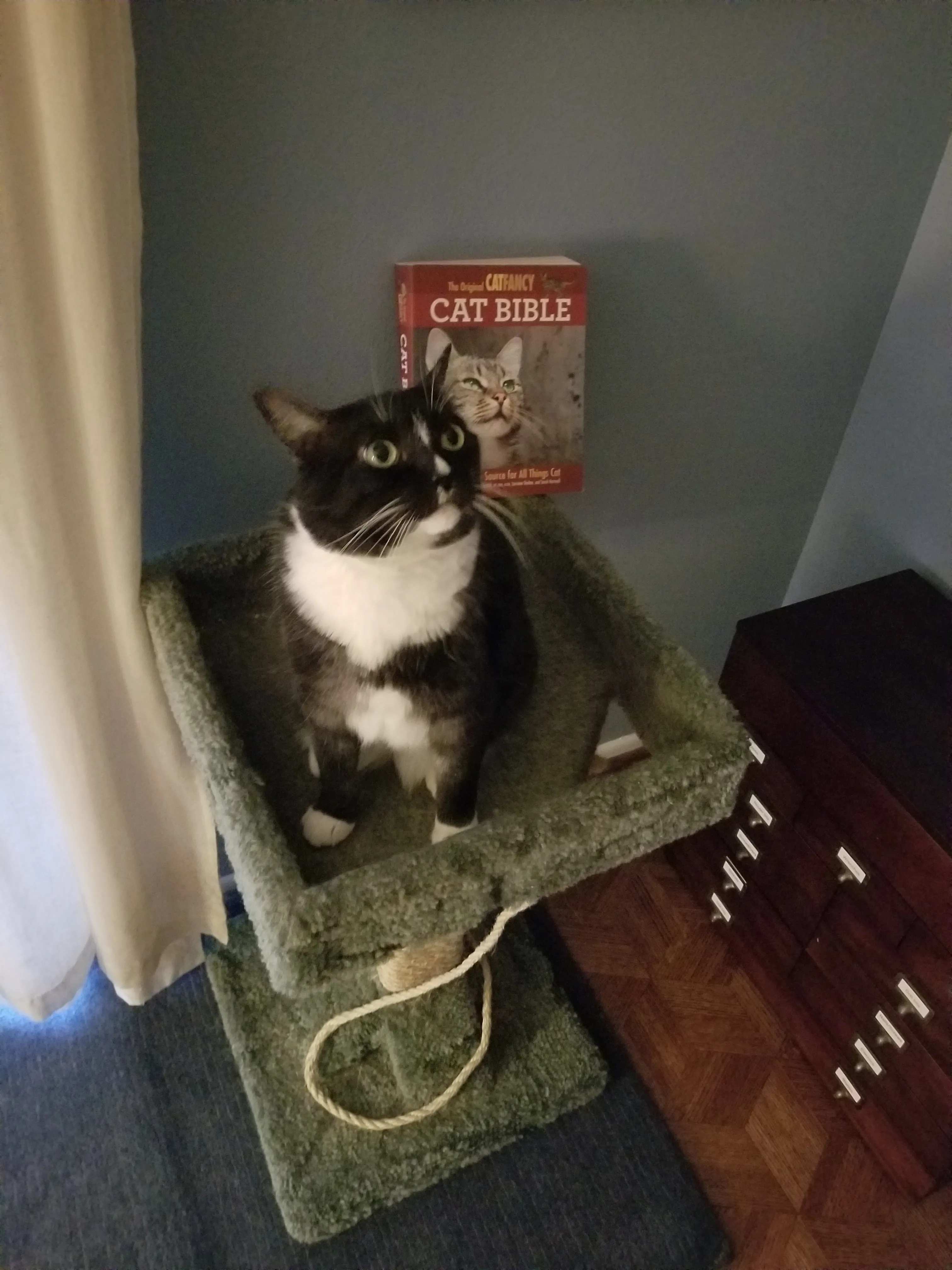 Katinka Tirzah (Aka- World's Cutest Cat) Poses With Her Bible