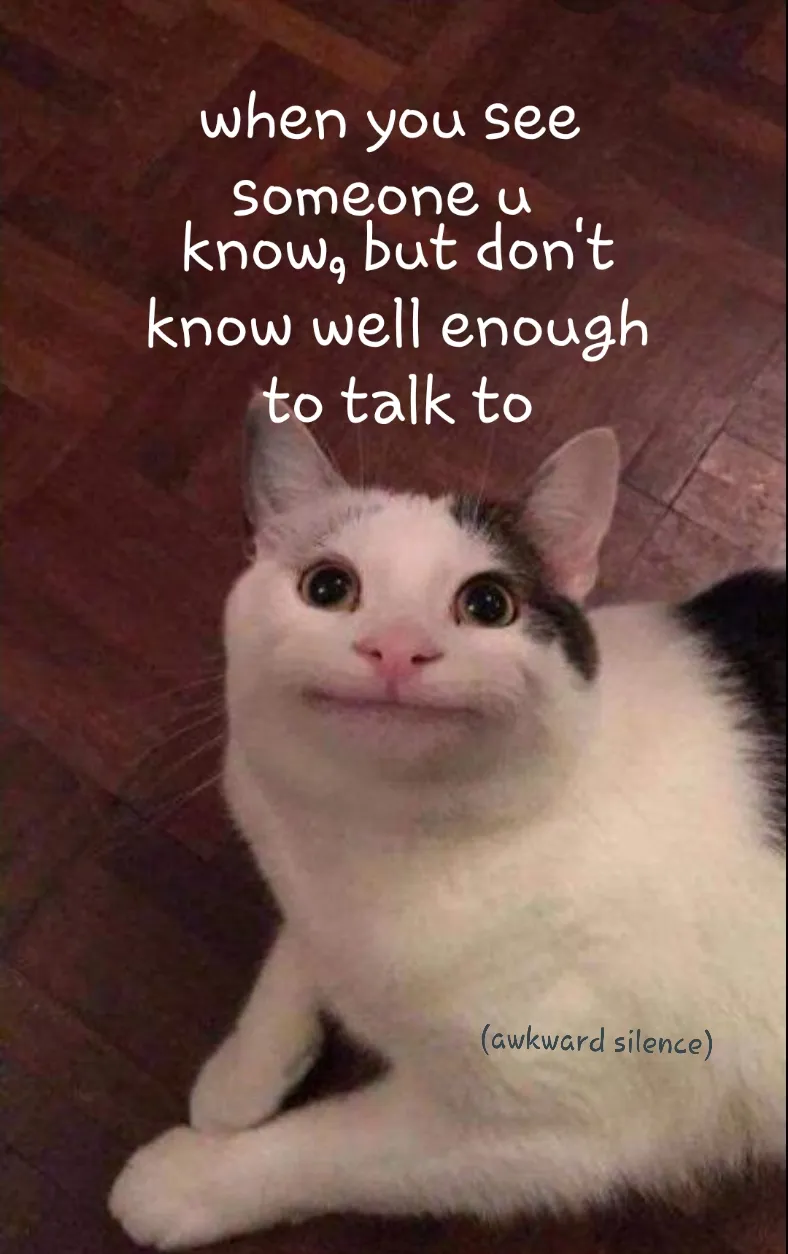 Funny Cat Memes