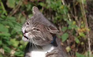 Our And Our Neighbor's Cats Found Catnip And Cat.exe Stopped Functioning (30 Pics)
