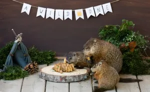 I Photographed A Mama Groundhog Stealing Cake Designed For Squirrels