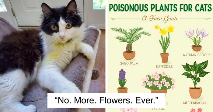 Woman Almost Accidentally Kills Her Cat After It Plays With Lilies, Warns Others About Its Danger
