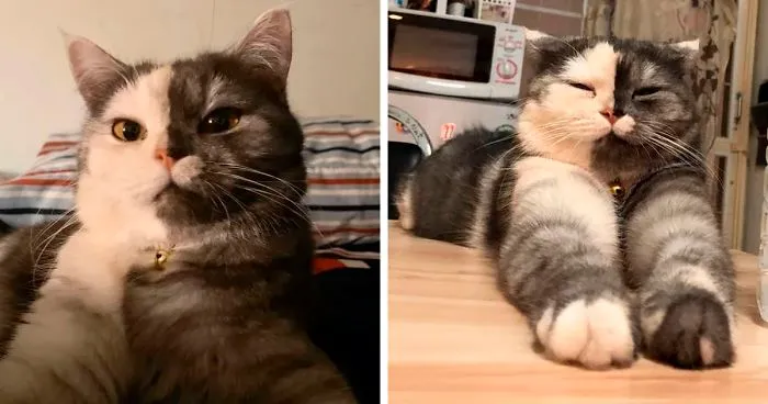 Meet ‘Chimera,’ The Cat Who Has A Unique Face And A Cuddly Personality
