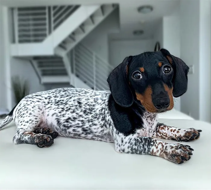Meet Moo, An Adorable Dachshund That Looks Like He Has The Body Of A Cow (30 Photos)