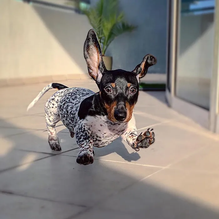 Meet Moo, An Adorable Dachshund That Looks Like He Has The Body Of A Cow (30 Photos)