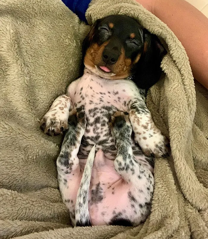 Meet Moo, An Adorable Dachshund That Looks Like He Has The Body Of A Cow (30 Photos)
