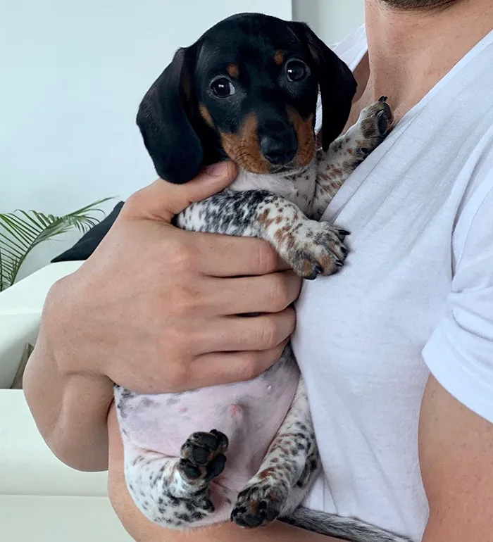 Meet Moo, An Adorable Dachshund That Looks Like He Has The Body Of A Cow (30 Photos)