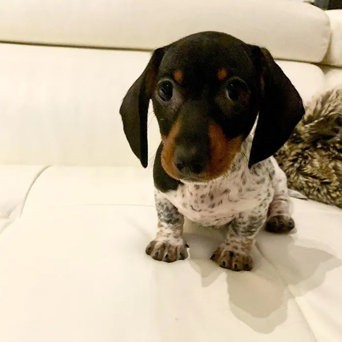 Meet Moo, An Adorable Dachshund That Looks Like He Has The Body Of A Cow (30 Photos)
