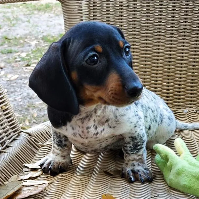 Meet Moo, An Adorable Dachshund That Looks Like He Has The Body Of A Cow (30 Photos)