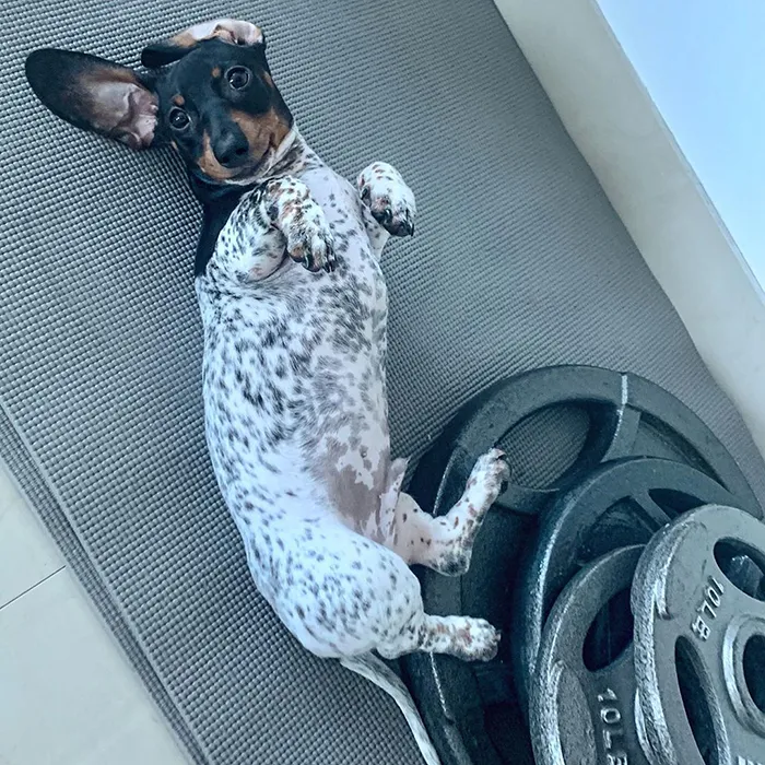 Meet Moo, An Adorable Dachshund That Looks Like He Has The Body Of A Cow (30 Photos)