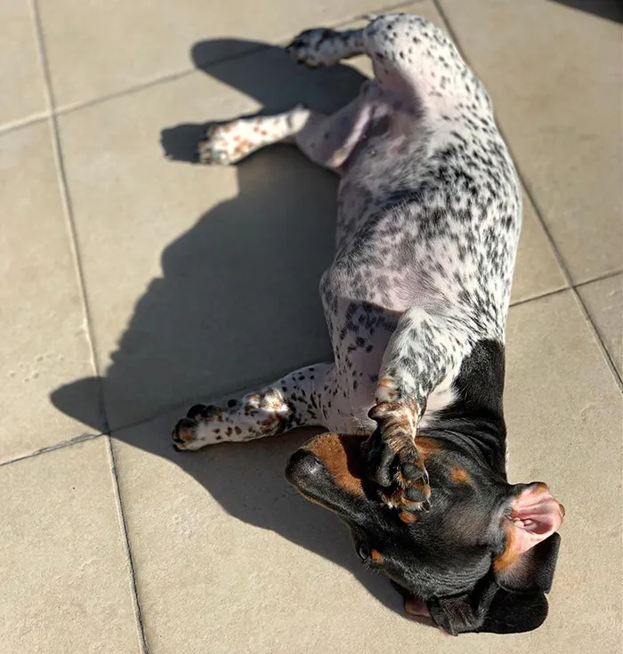 Meet Moo, An Adorable Dachshund That Looks Like He Has The Body Of A Cow (30 Photos)