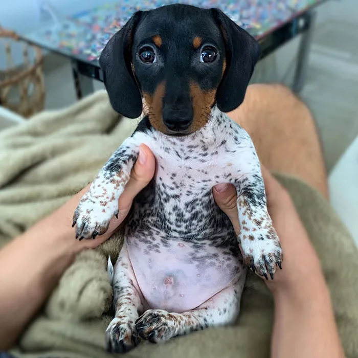 Meet Moo, An Adorable Dachshund That Looks Like He Has The Body Of A Cow (30 Photos)