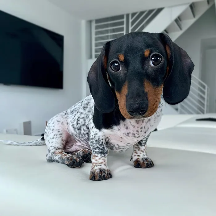 Meet Moo, An Adorable Dachshund That Looks Like He Has The Body Of A Cow (30 Photos)