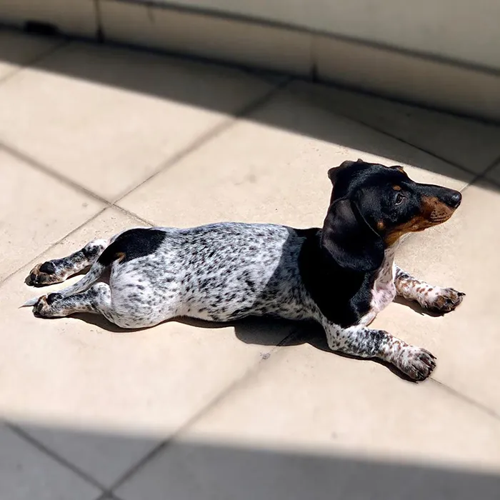 Meet Moo, An Adorable Dachshund That Looks Like He Has The Body Of A Cow (30 Photos)