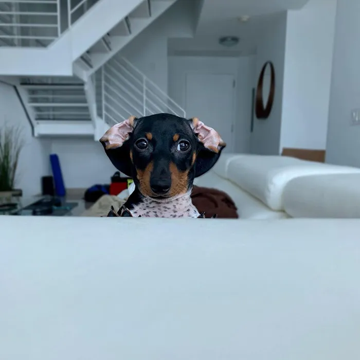 Meet Moo, An Adorable Dachshund That Looks Like He Has The Body Of A Cow (30 Photos)