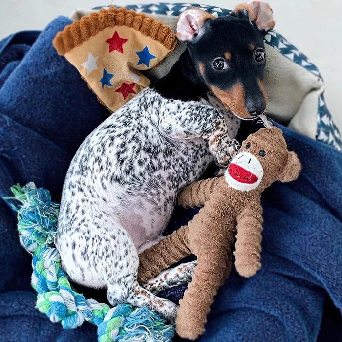 Meet Moo, An Adorable Dachshund That Looks Like He Has The Body Of A Cow (30 Photos)