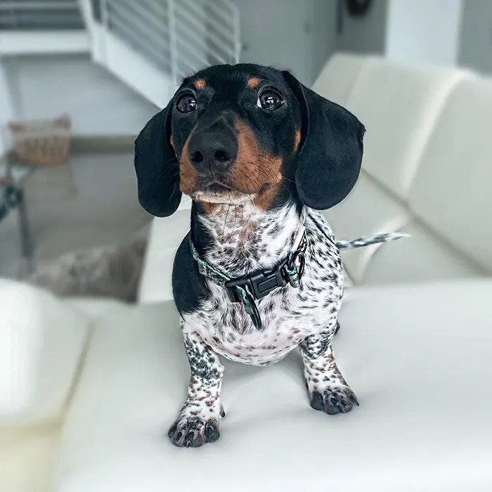 Meet Moo, An Adorable Dachshund That Looks Like He Has The Body Of A Cow (30 Photos)