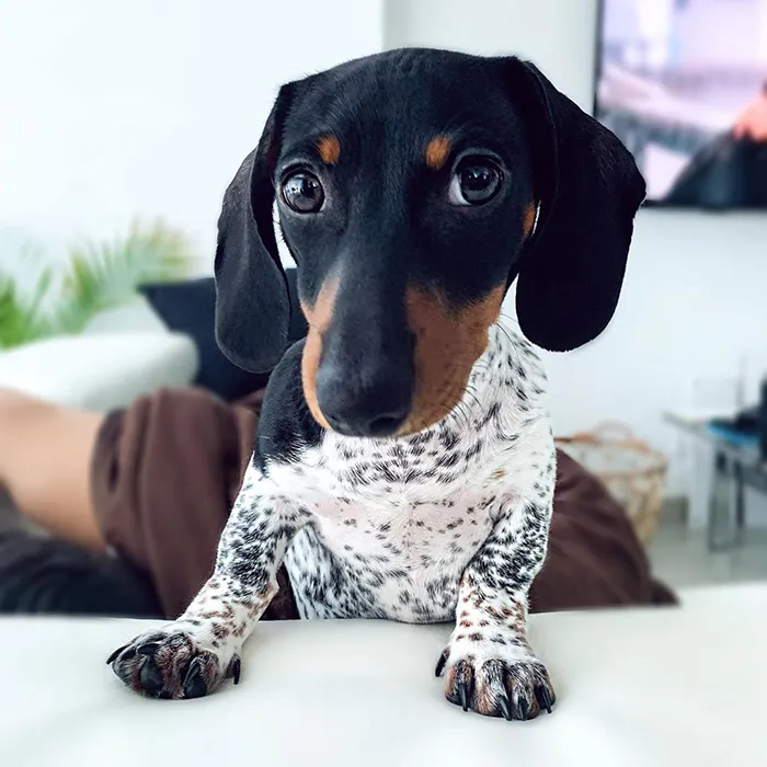 Meet Moo, An Adorable Dachshund That Looks Like He Has The Body Of A Cow (30 Photos)