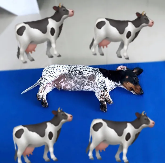Meet Moo, An Adorable Dachshund That Looks Like He Has The Body Of A Cow (30 Photos)