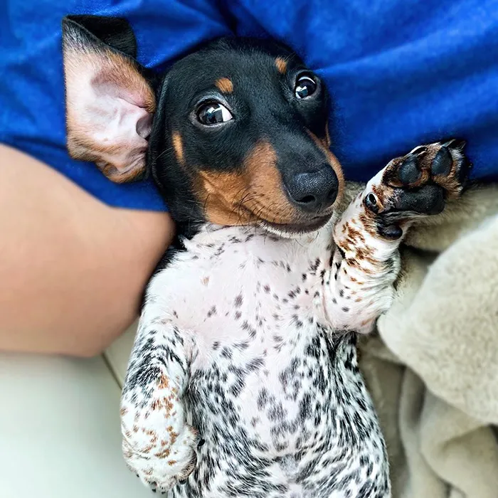 Meet Moo, An Adorable Dachshund That Looks Like He Has The Body Of A Cow (30 Photos)
